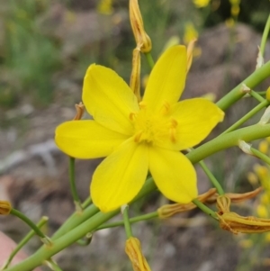 Bulbine glauca at Kambah, ACT - 9 Oct 2020 11:29 AM