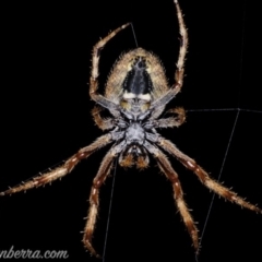 Hortophora sp. (genus) (Garden orb weaver) at Lake Burley Griffin West - 3 Oct 2020 by BIrdsinCanberra