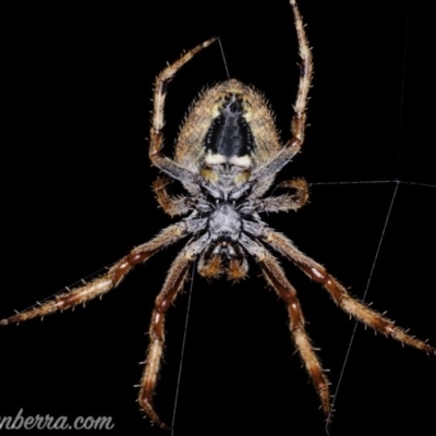 Hortophora sp. (genus) (Garden orb weaver) at Downer, ACT - 3 Oct 2020 by JonSteinbeck
