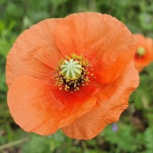 Papaver dubium at Calwell, ACT - 9 Oct 2020