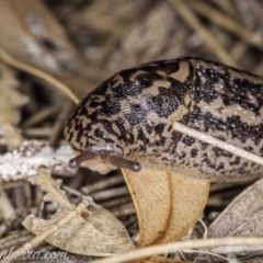 Limax maximus (Leopard Slug, Great Grey Slug) at Lake Burley Griffin West - 3 Oct 2020 by BIrdsinCanberra