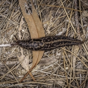 Limax maximus at Downer, ACT - 3 Oct 2020