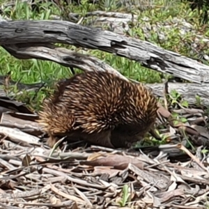 Tachyglossus aculeatus at Tuggeranong DC, ACT - 9 Oct 2020 11:14 AM