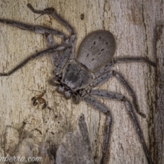 Isopeda sp. (genus) (Huntsman Spider) at Lake Burley Griffin West - 3 Oct 2020 by BIrdsinCanberra