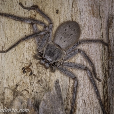 Isopeda sp. (genus) (Huntsman Spider) at Lake Burley Griffin West - 3 Oct 2020 by BIrdsinCanberra