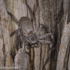 Isopeda sp. (genus) at Watson, ACT - 3 Oct 2020