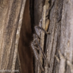 Isopeda sp. (genus) at Watson, ACT - 3 Oct 2020