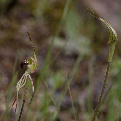 Caladenia parva (Brown-clubbed Spider Orchid) at Coree, ACT - 9 Oct 2020 by Judith Roach
