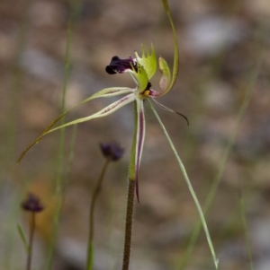 Caladenia parva at Coree, ACT - suppressed