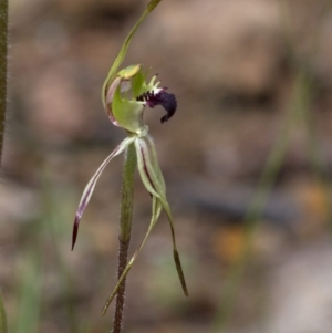 Caladenia parva at Coree, ACT - suppressed