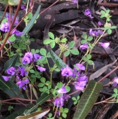 Hardenbergia violacea (False Sarsaparilla) at Bruce Ridge to Gossan Hill - 7 Oct 2020 by goyenjudy