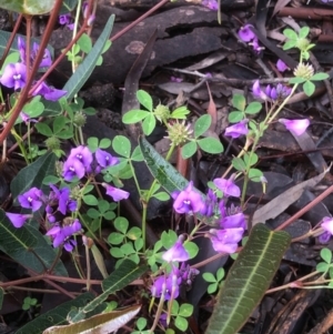 Hardenbergia violacea at Bruce, ACT - 7 Oct 2020