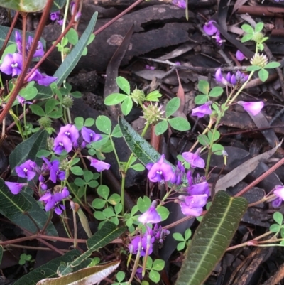 Hardenbergia violacea (False Sarsaparilla) at Bruce, ACT - 7 Oct 2020 by goyenjudy