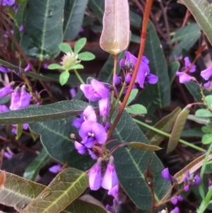 Hardenbergia violacea at Bruce, ACT - 7 Oct 2020