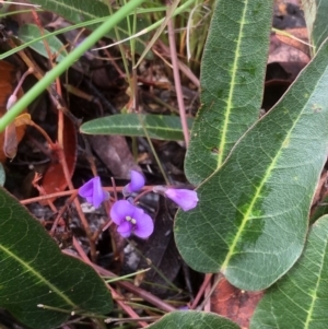 Hardenbergia violacea at Bruce, ACT - 7 Oct 2020