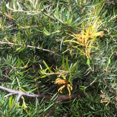 Grevillea sp. (Grevillea) at Bruce Ridge to Gossan Hill - 7 Oct 2020 by goyenjudy