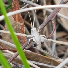 Lanciana montana (Montane Ground Shield-back) at Cook, ACT - 9 Oct 2020 by trevorpreston