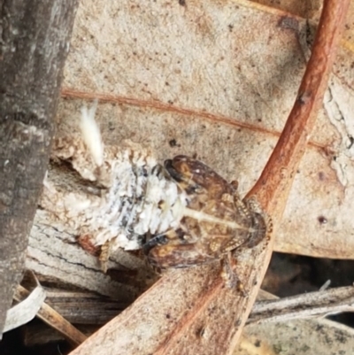 Platybrachys sp. (genus) (A gum hopper) at Mount Painter - 9 Oct 2020 by tpreston