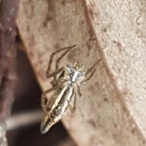 Argiope protensa at Cook, ACT - 9 Oct 2020