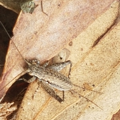 Eurepa marginipennis (Mottled bush cricket) at Cook, ACT - 9 Oct 2020 by trevorpreston