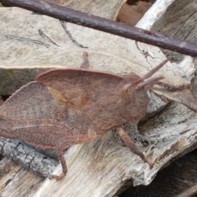 Goniaea australasiae (Gumleaf grasshopper) at Cook, ACT - 9 Oct 2020 by trevorpreston