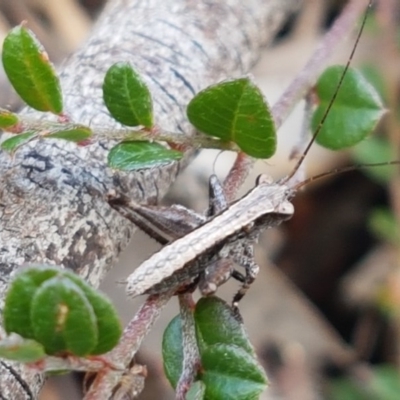 Nanodectes harpax (Small shield-back katydid) at Holt, ACT - 9 Oct 2020 by trevorpreston