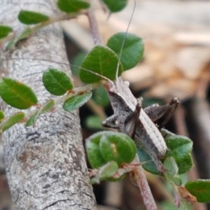 Nanodectes harpax at Holt, ACT - 9 Oct 2020