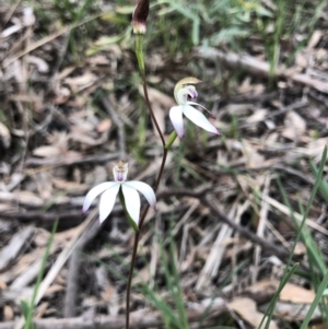 Caladenia moschata at Bruce, ACT - 9 Oct 2020