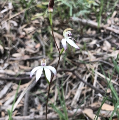 Caladenia moschata (Musky Caps) at Bruce, ACT - 9 Oct 2020 by Rebeccaryanactgov