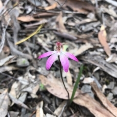 Caladenia fuscata (Dusky Fingers) at O'Connor, ACT - 8 Oct 2020 by Rebeccaryanactgov