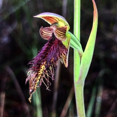 Calochilus platychilus (Purple Beard Orchid) at Black Mountain - 6 Oct 2020 by Rebeccaryanactgov