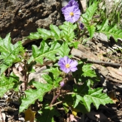 Solanum cinereum (Narrawa Burr) at Farrer, ACT - 4 Oct 2020 by MatthewFrawley