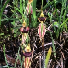 Caladenia actensis (Canberra Spider Orchid) at Downer, ACT - 7 Oct 2020 by Rebeccaryanactgov