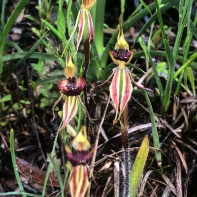 Caladenia actensis (Canberra Spider Orchid) at Downer, ACT by Rebeccaryanactgov