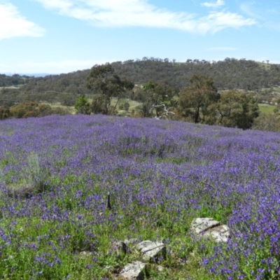 Echium plantagineum (Paterson's Curse) at Farrer, ACT - 4 Oct 2020 by MatthewFrawley