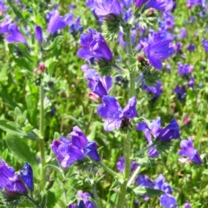 Echium plantagineum at Farrer, ACT - 4 Oct 2020 10:32 AM