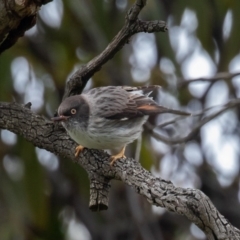 Daphoenositta chrysoptera (Varied Sittella) at Mount Ainslie - 9 Oct 2020 by rawshorty