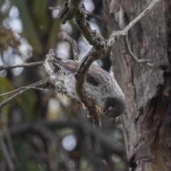 Daphoenositta chrysoptera at Majura, ACT - 9 Oct 2020 12:50 PM