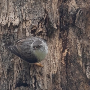 Daphoenositta chrysoptera at Majura, ACT - 9 Oct 2020 12:50 PM