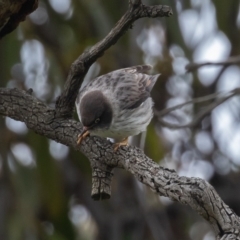 Daphoenositta chrysoptera at Majura, ACT - 9 Oct 2020 12:50 PM