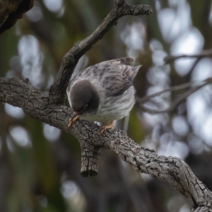 Daphoenositta chrysoptera at Majura, ACT - 9 Oct 2020 12:50 PM