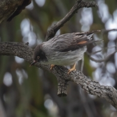 Daphoenositta chrysoptera at Majura, ACT - 9 Oct 2020 12:50 PM