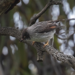 Daphoenositta chrysoptera at Majura, ACT - 9 Oct 2020 12:50 PM