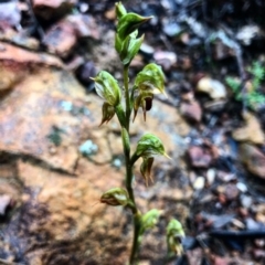 Oligochaetochilus aciculiformis (Needle-point rustyhood) at Black Mountain - 6 Oct 2020 by Rebeccaryanactgov