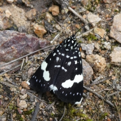 Idalima affinis (A day flying moth) at Tuggeranong Hill - 9 Oct 2020 by Owen