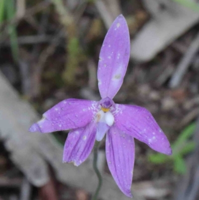 Glossodia major (Wax Lip Orchid) at O'Connor, ACT - 9 Oct 2020 by ConBoekel