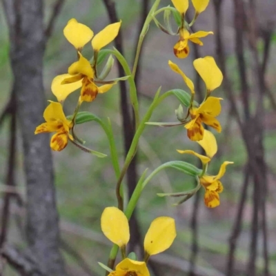 Diuris nigromontana (Black Mountain Leopard Orchid) at O'Connor, ACT - 8 Oct 2020 by ConBoekel