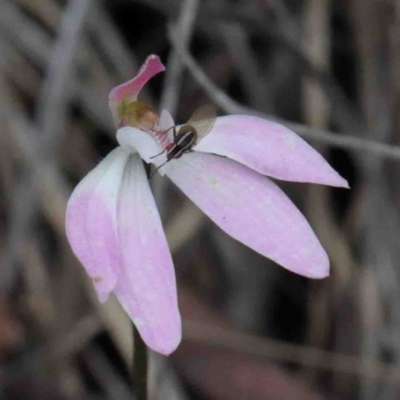 Caladenia fuscata (Dusky Fingers) at O'Connor, ACT - 8 Oct 2020 by ConBoekel