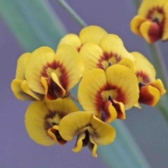 Daviesia mimosoides (Bitter Pea) at Caladenia Forest, O'Connor - 8 Oct 2020 by ConBoekel