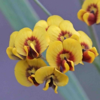 Daviesia mimosoides (Bitter Pea) at Caladenia Forest, O'Connor - 8 Oct 2020 by ConBoekel